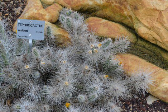 Cactus, Tephrocactus weberi