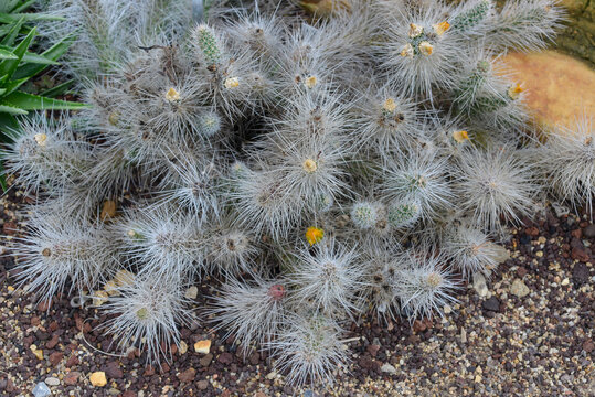 Cactus, Tephrocactus weberi