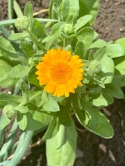 sunflower in the garden