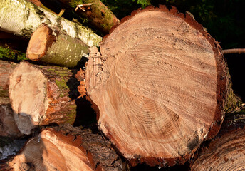 Wooden structure. Cross sectional cut end of log showing the pattern and texture created by the growth rings. Section through trunk of the wood. Annual ring on a sawn through tree.