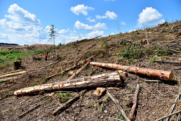 Deforestation forest and Illegal logging. Cutting trees. ​Stacks of cut wood. Wood logs, timber logging, industrial destruction. Forests illegal disappearing. Environmetal and ecological issues