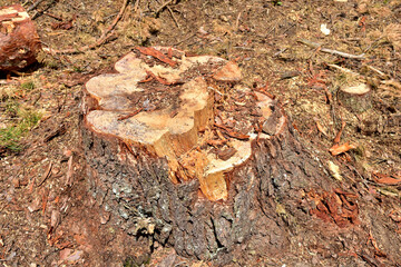 Stump of the fir tree after deforestation forest. Stumps of a spruce after Illegal logging. Cutting trees. ​Stacks of cut wood. Wood logs, timber logging, destruction. Forests illegal disappearing.