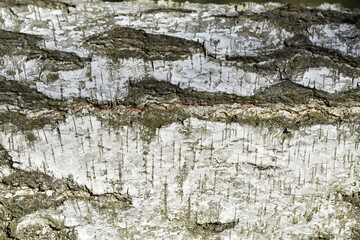 Natural background of the birch tree trunk bark. White wood texture