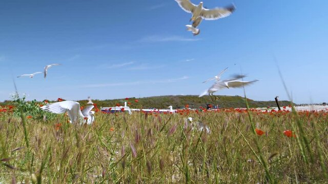 Seagulls birds in slow motion in the poppy field on the beach. Seaside with old and colorful fishing boats. Birds flying in slow motion on the seashore near old wooden fishing boats. Sea side shore.