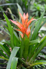 Guzmania, Guzmania lingulata