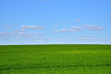 Fototapeta na wymiar View of a green field in the countryside against a blue sky with clouds. Agriculture and farming concept.