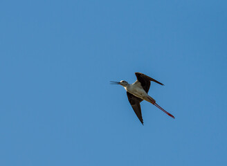 black-winged stilt on the background of the sky