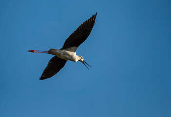  black-winged stilt on the background of the sky