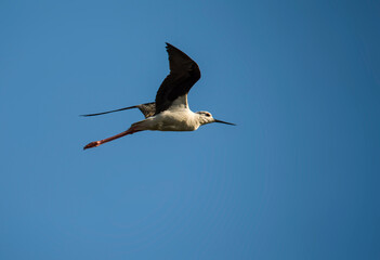  black-winged stilt on the background of the sky
