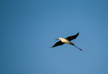  black-winged stilt on the background of the sky