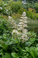 Rodgersia à feuilles pennées, Rodgersia pinnata