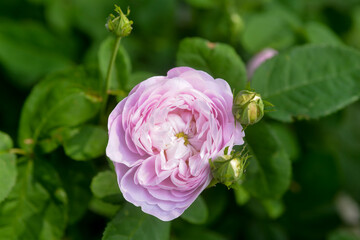 Rosier, Rose, Rosa'Cuisse de Nymphe émue'
