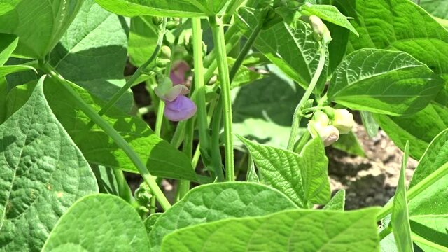 green bean plant blooming in the garden,bean close-up,