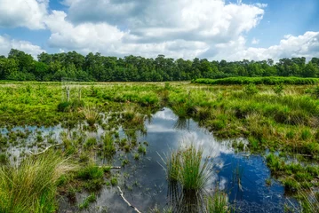 Fototapeten Sumpflandschaft im Diersfordter Veen Moor © hespasoft