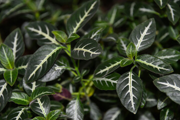 Ruellie élégante, Ruellia elegans