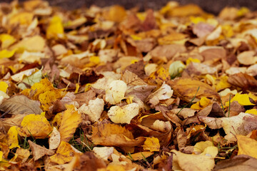 Dry autumn fallen leaves in the forest on the ground