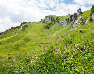 Fototapeta na wymiar beautiful hiking area with green pasture and cranesbill flower meadow, Brauneck mountain, bavaria