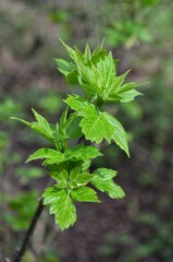 Fototapeta na wymiar A branch with green leaves