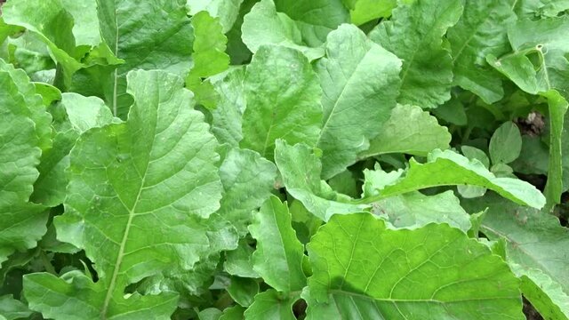 radish plant and leaves,green radish plant in the garden,close-up radish leaves,