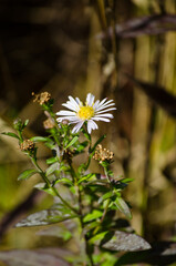 Wild Aster