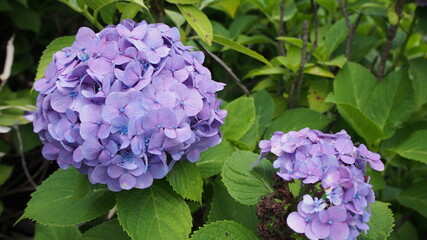 紫陽花