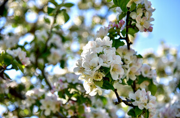 Beautiful blossoms of blooming apple tree in springtime. White and pink colors of flowers of apple tree in spring park.