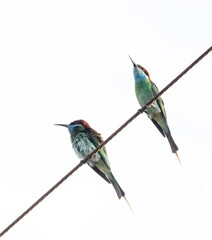 blue throated bee eater