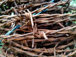 close up of a bunch of branches