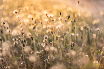This is the grass flowers and light.