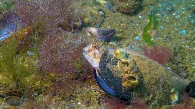The tentacled blenny (Parablennius tentacularis), male in a mussel shell on a nest with eggs, Black Sea.