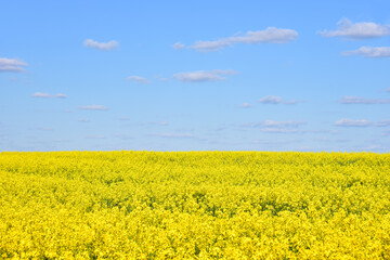 Fototapeta premium Countryside with yellow oilseed rape field on blue sky background.