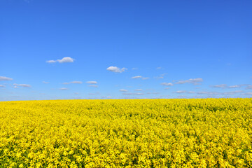 Fototapeta premium Countryside with yellow oilseed rape field on blue sky background.