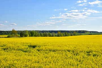 Obraz premium Countryside with yellow oilseed rape field on blue sky background.