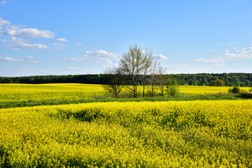 Obraz premium Countryside with yellow oilseed rape field on blue sky background.