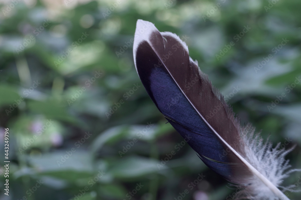 Poster Close up Beautiful one Bird feather on a bokeh.  Pattern background for design texture.