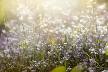 This is the grass flowers and light.