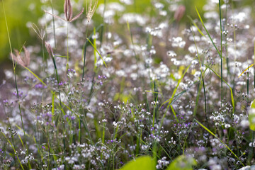 This is the grass flowers and light.