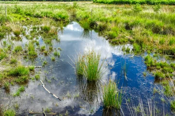 Fototapeten Wasser im Diersfordter Veen Moor © hespasoft