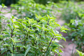 Obraz premium green leaves
