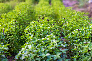 This is the green plant.