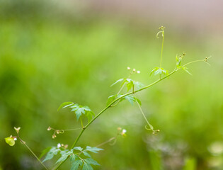green leaves background