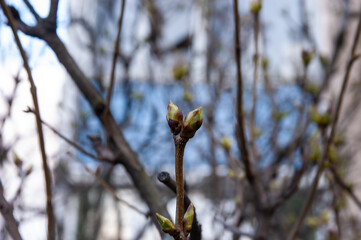 young spring leaves sprouting from their buds, selective focus, shallow dof