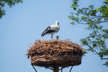 A white stork Ciconia ciconia with a baby stork in a nest on a pole. Observation of birds in their...