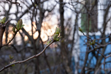 young spring leaves sprouting from their buds, selective focus, shallow dof