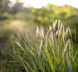 This is the grass flowers and light.
