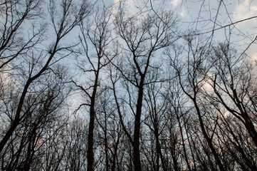 Fototapeta na wymiar dark silhouettes of trees against the sky