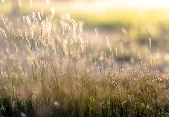 This is the grass flowers and light.

