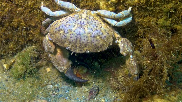 Jaguar round crab (Xantho poressa). Fauna of the Black Sea.