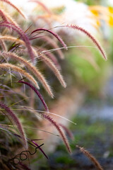 This is the grass flowers.