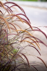 This is the grass flowers.